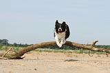 BORDER COLLIE 486